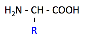 アミノ酸の基本構造