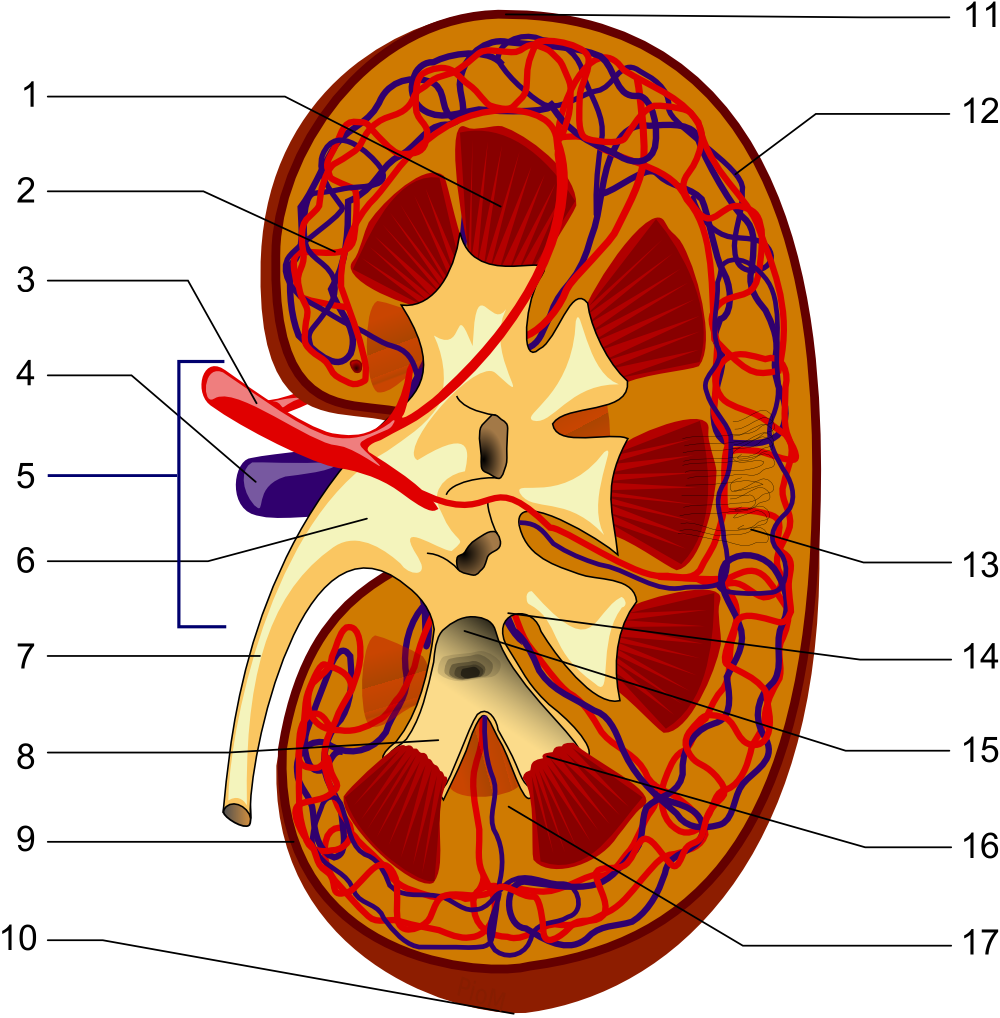 腎臓解剖図 詳細