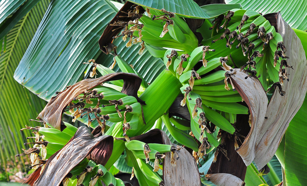 バナナ原種 Musa acuminata