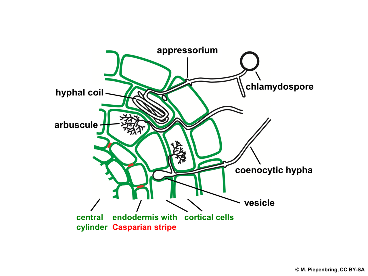 菌根 mycorrhiza