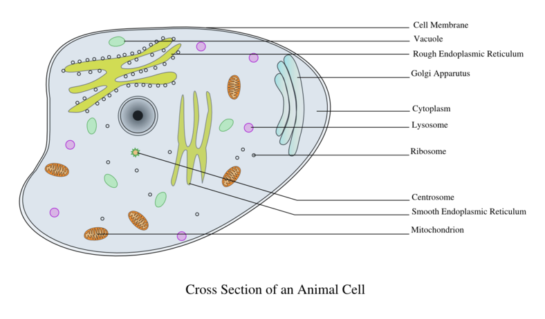 動物細胞の模式図