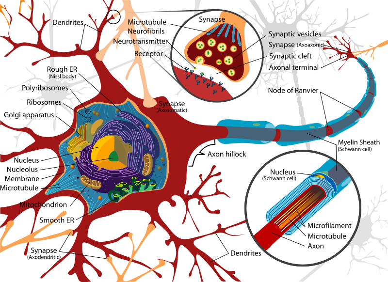 ニューロンの模式図