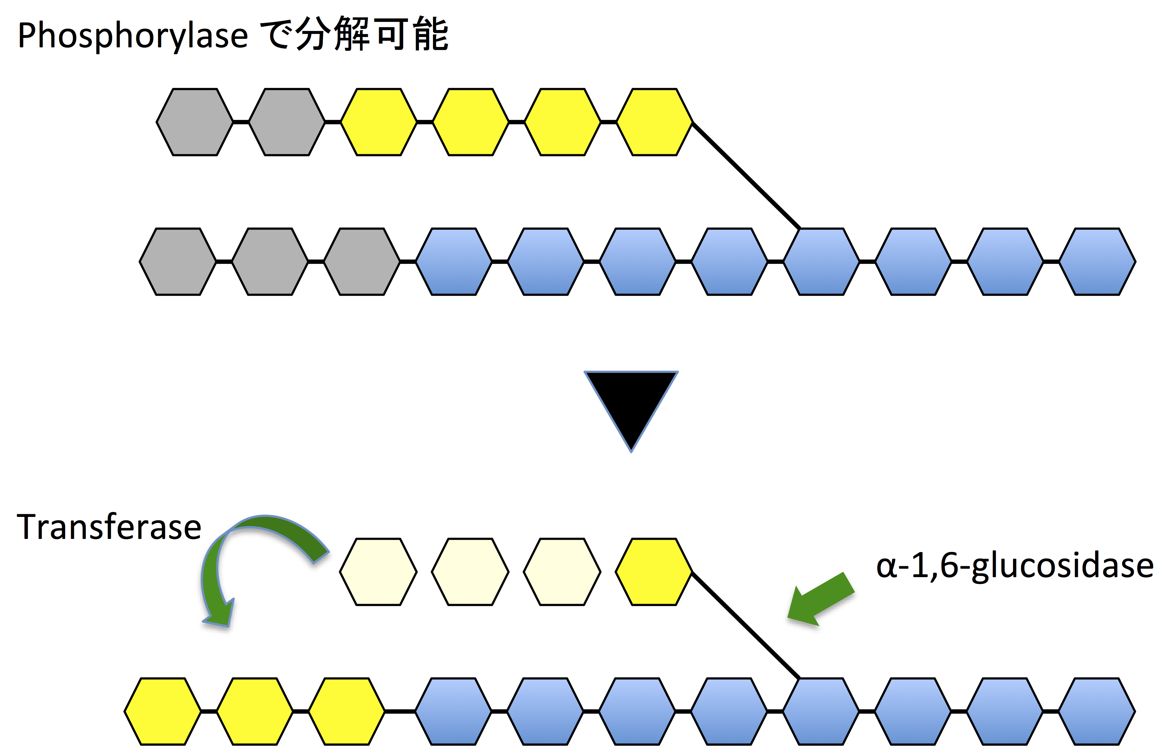 グリコーゲンの分解 トランスフェラーゼの反応