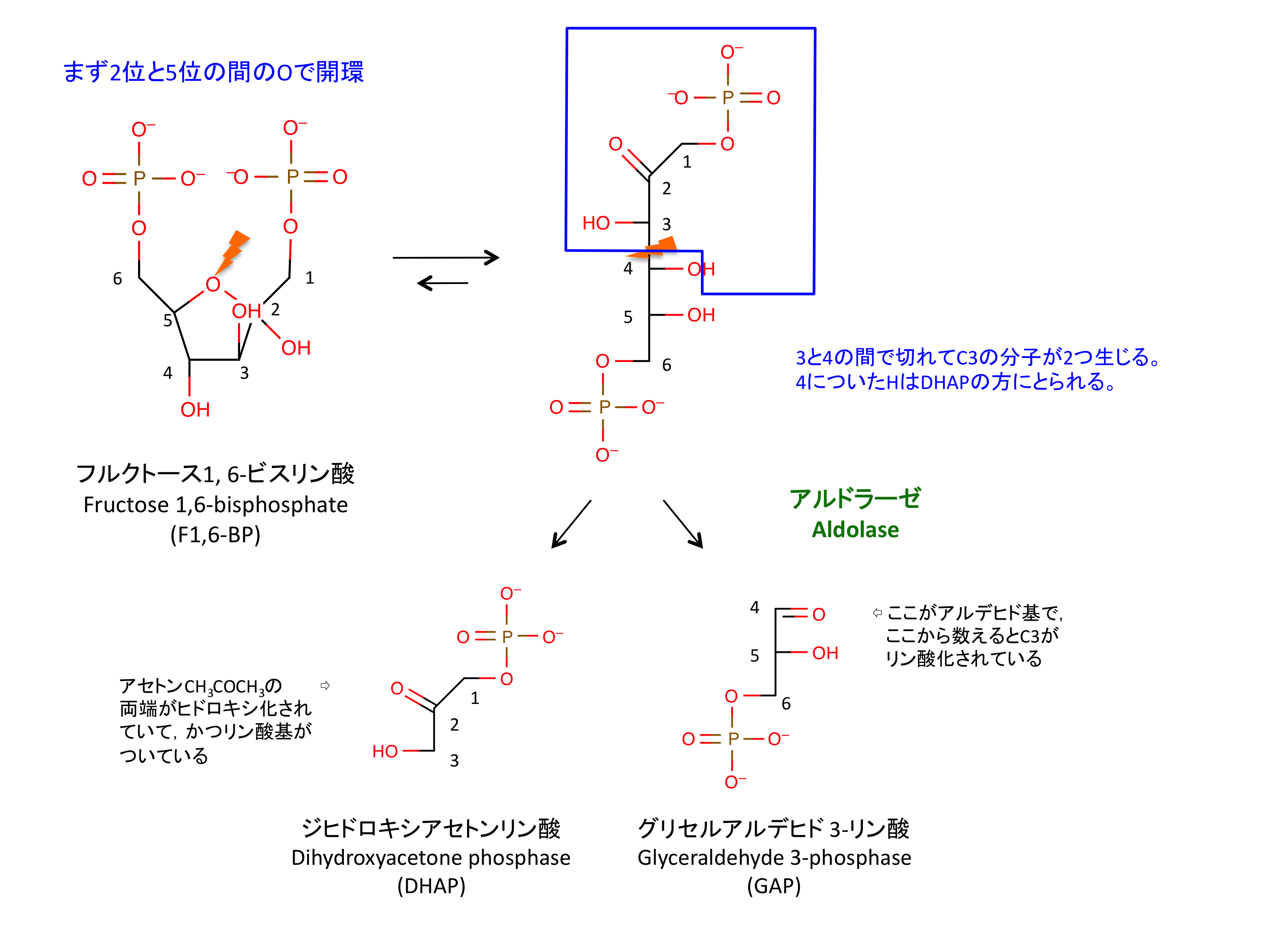 解糖系 反応4