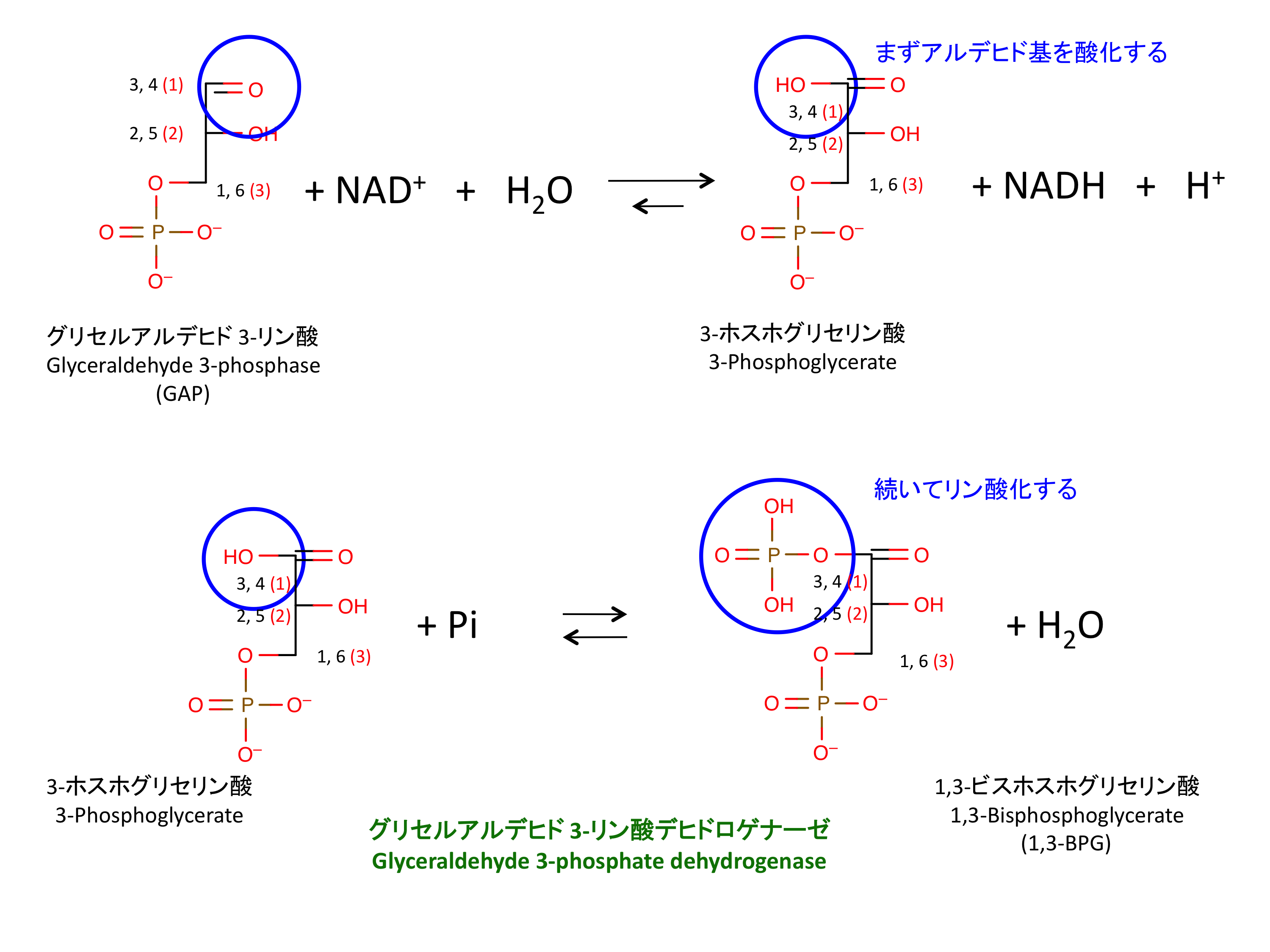 解糖系 反応6、GAPのリン酸化