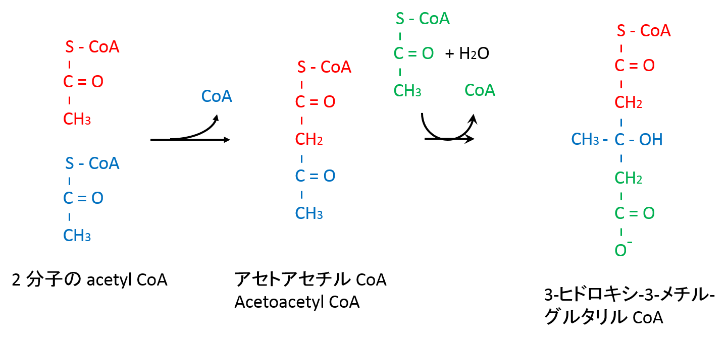 アセチル CoA からのケトン体の生合成