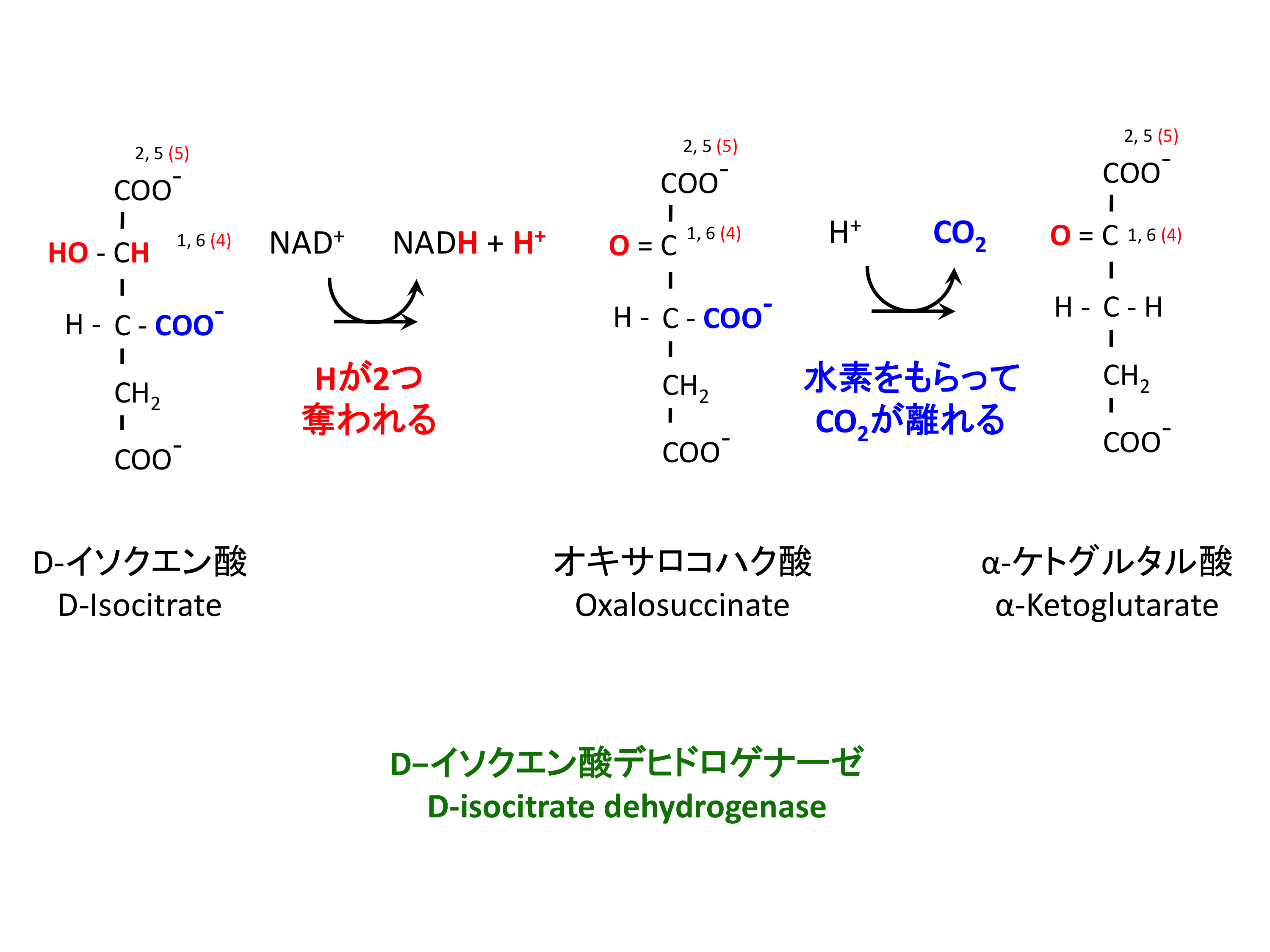 TCA回路 第三ステップ