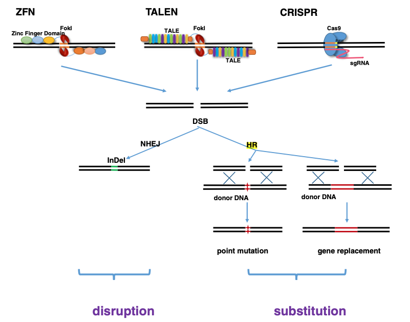 ZFN, TALEN, CRISPRの概念図