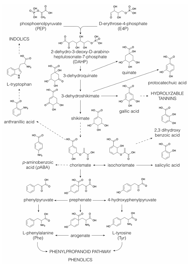 シキミ酸経路の全体像