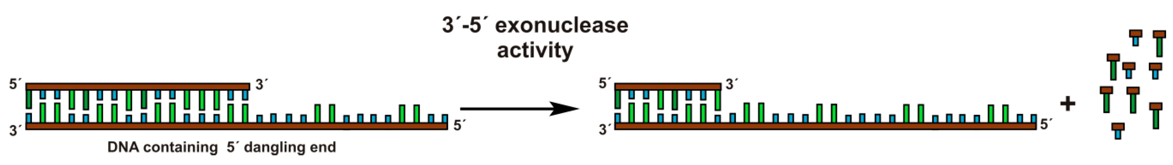 3' - 5' exonuclease 活性
