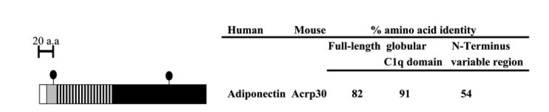 アディポネクチンの一次構造