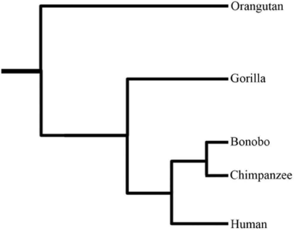 大型類人猿の系統樹