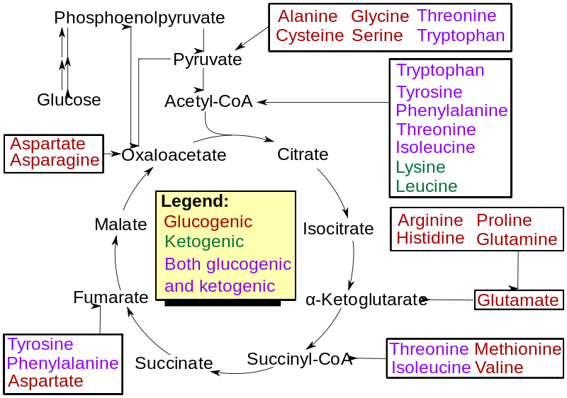 糖原性およびケト原生アミノ酸
