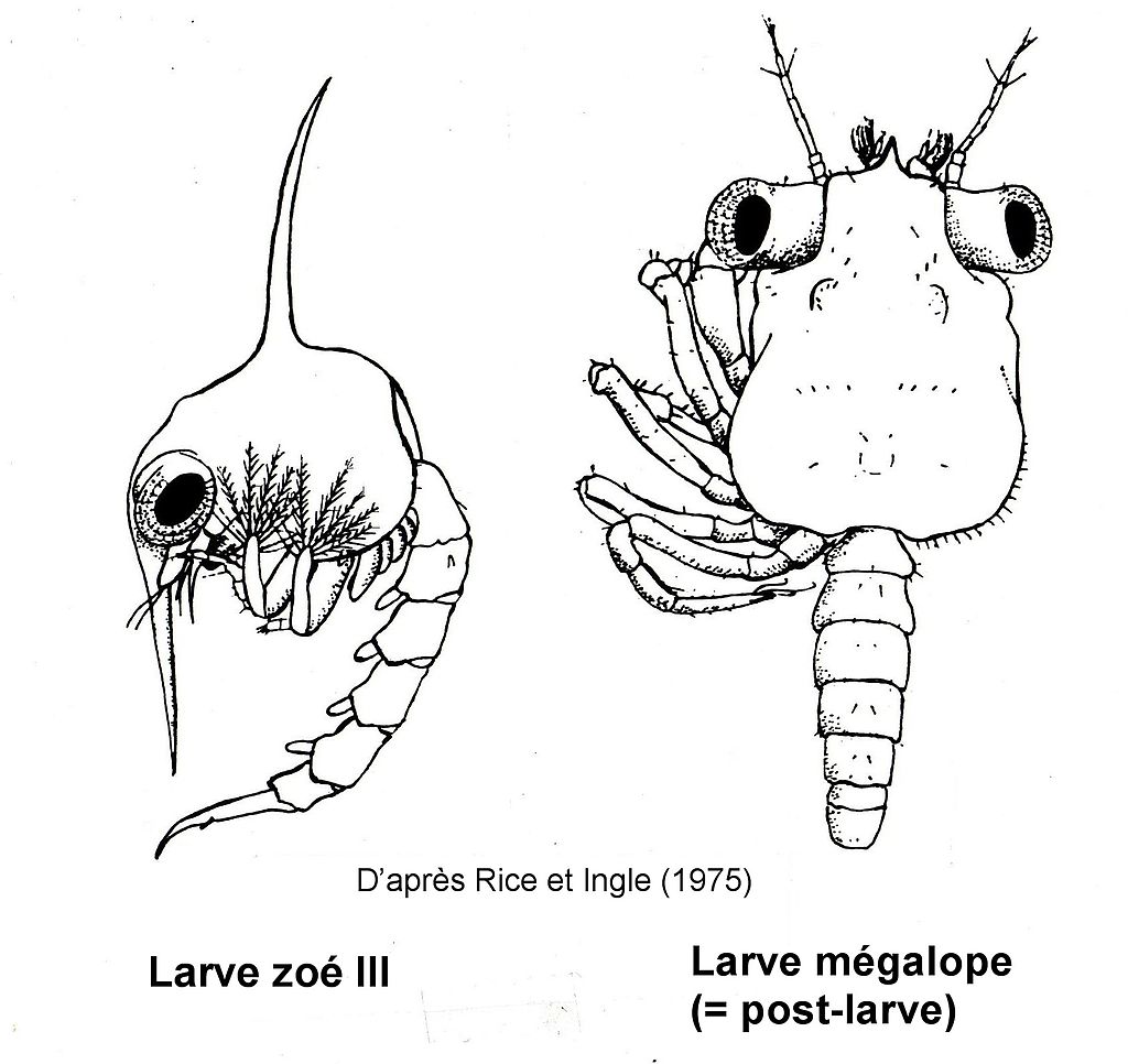 チチュウカイミドリガニのゾエア幼生とメガロパ幼生
