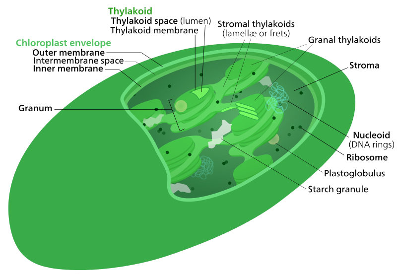 葉緑体構造の模式図