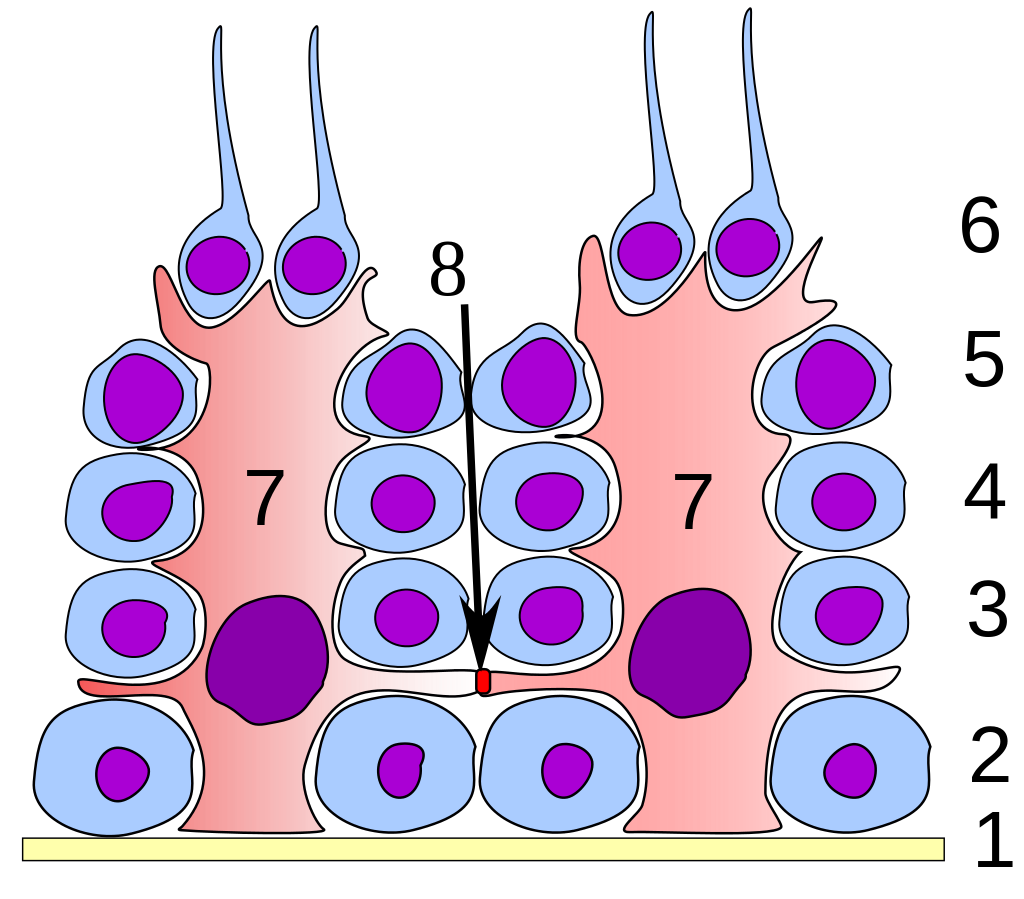 セルトリ細胞の模式図