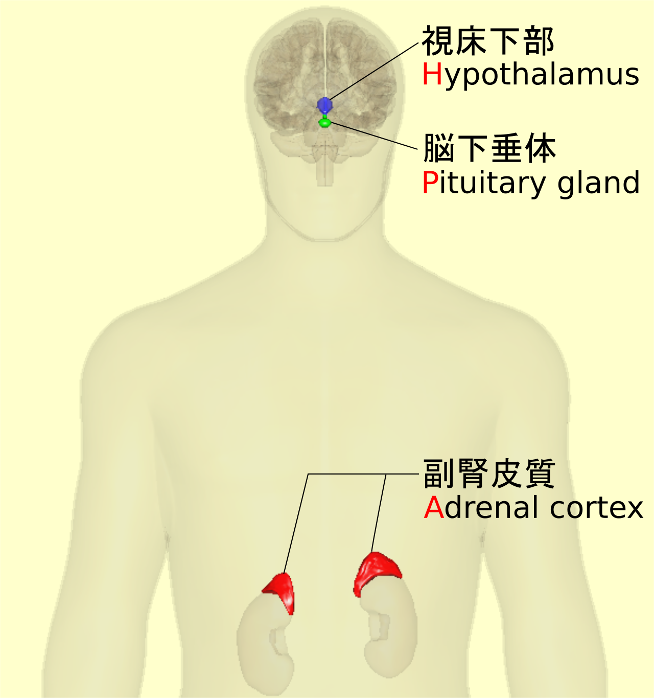 視床下部-下垂体-副腎系の模式図