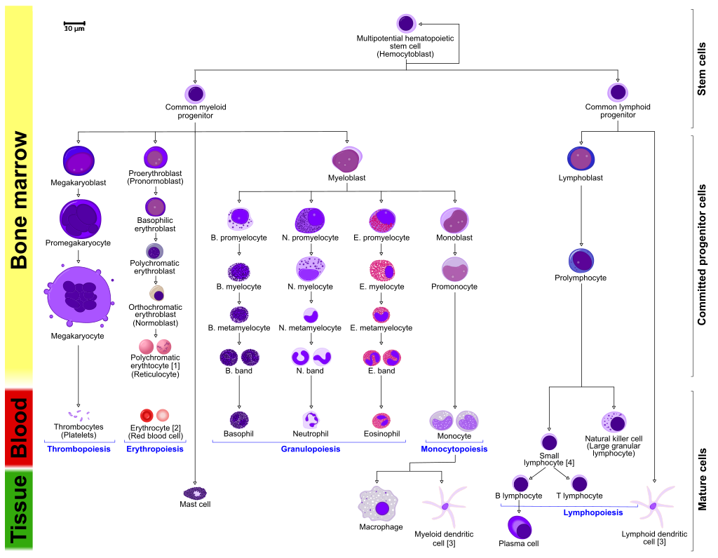 血液細胞の種類と分化