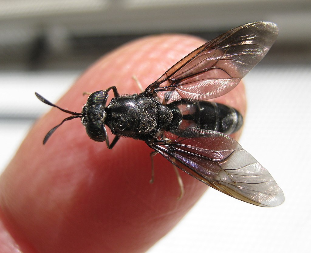 アメリカミズアブ Black soldier fly