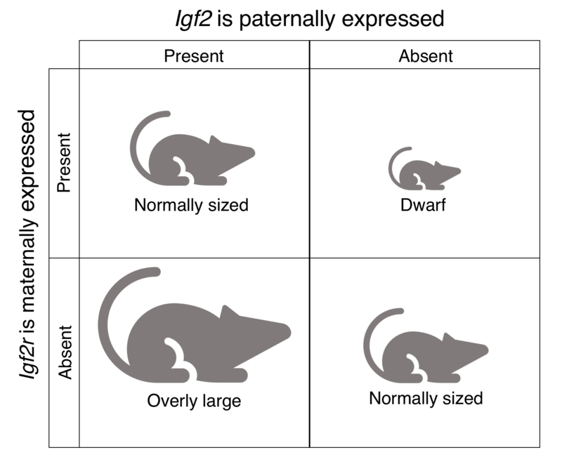 IGF-IIのゲノム・インプリンティング