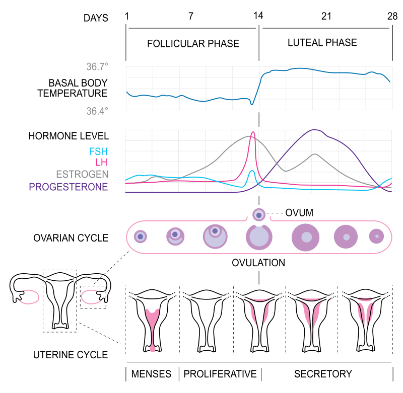 卵胞 の 成長 が 遅い 生理
