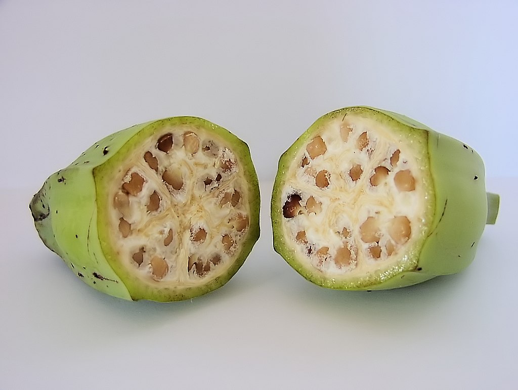 バナナ原種 Musa balbisiana の種