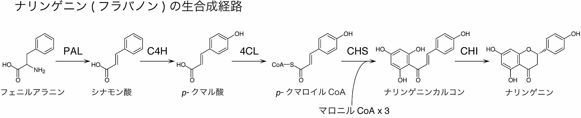 ナリンゲニンの生合成経路