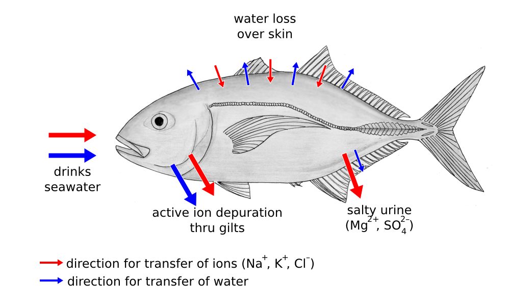 海水魚の浸透圧調節
