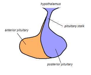 Pituitary stalk, 視床下部と下垂体後葉を繋ぐ構造