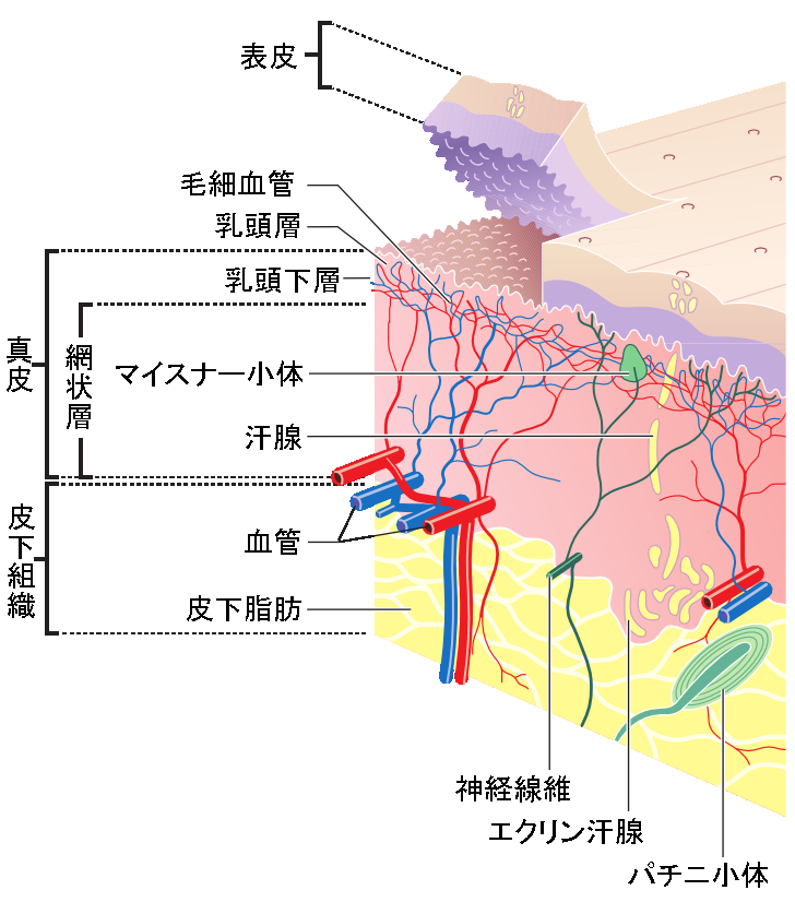 ヒトの皮膚の構造