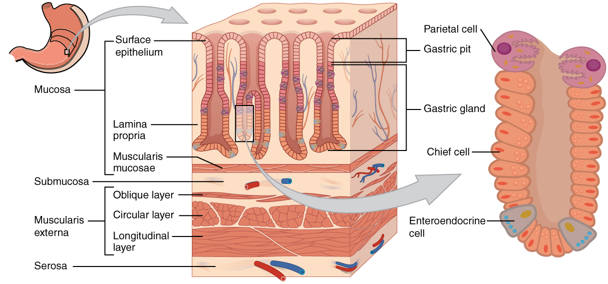 胃粘膜の構造