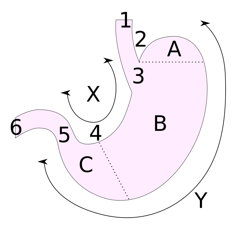 胃粘膜の構造