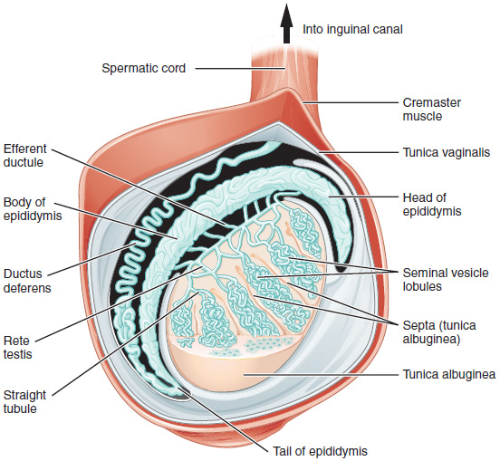 ヒト精巣の構造