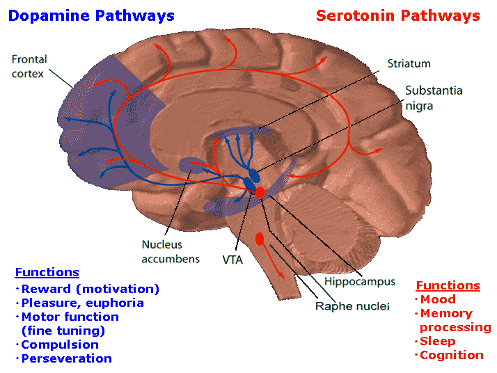 ドーパミンおよびセロトニン経路