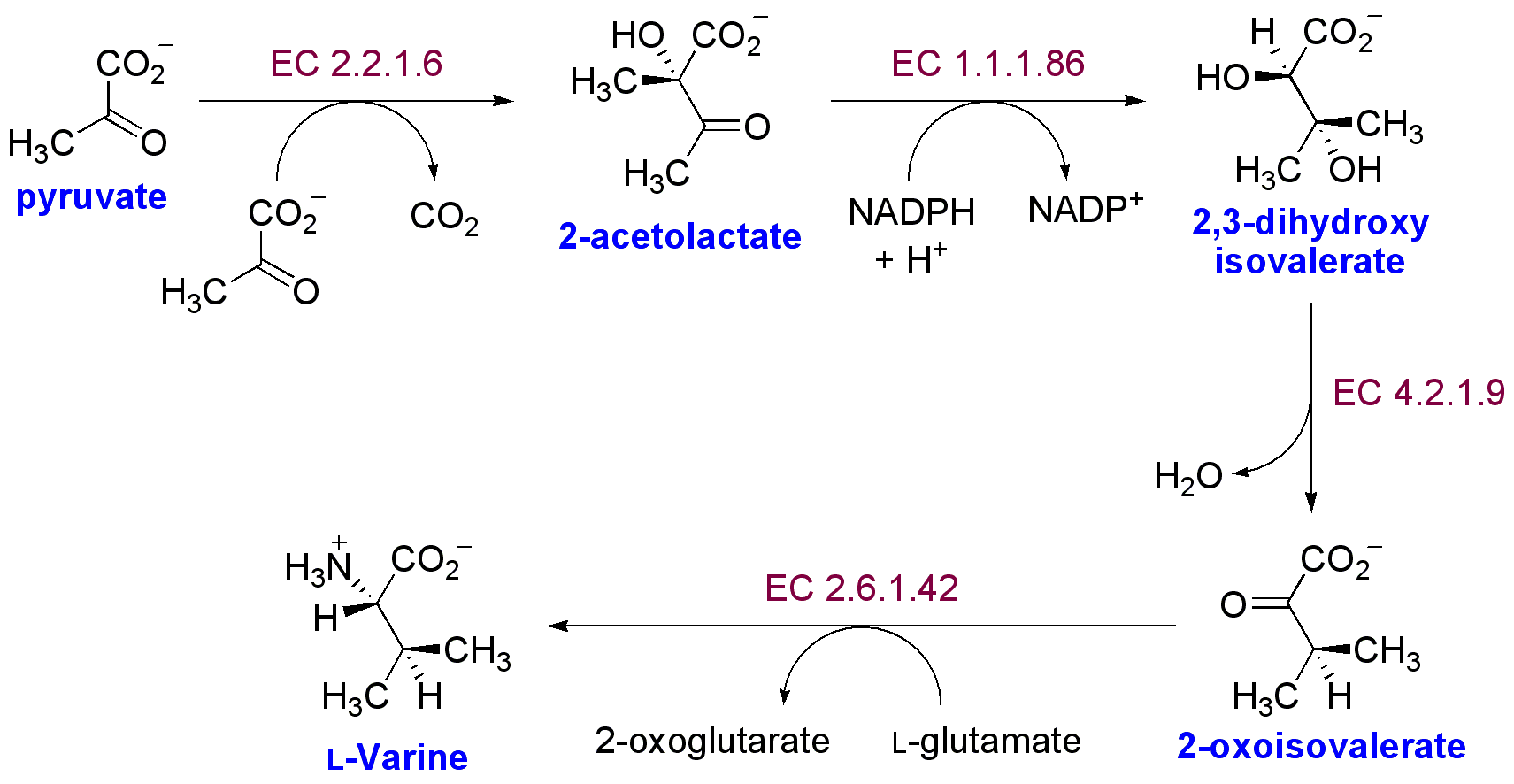 バリンの生合成