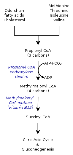 ビオチンが関与する反応 プロピオニルCoAの代謝