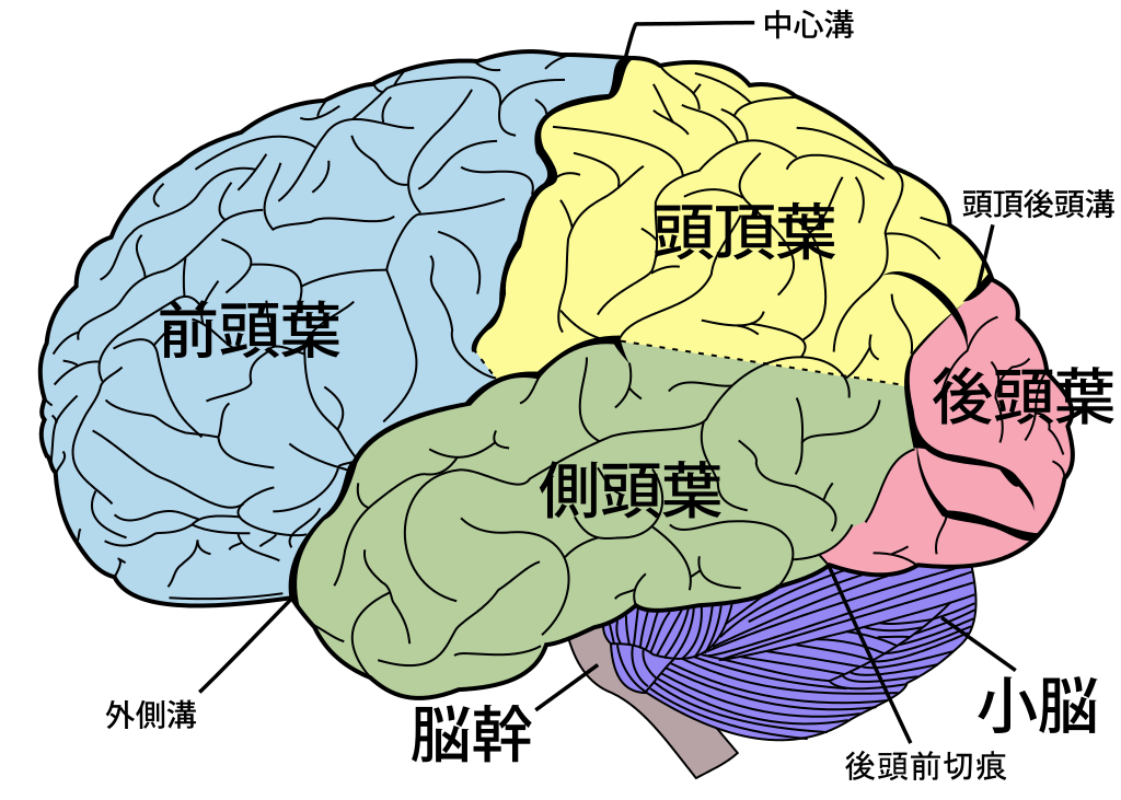 ヒトの脳の模式図