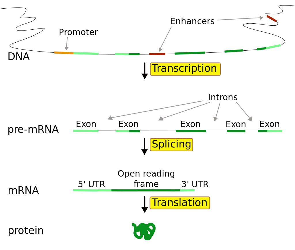 バクテリアと真核生物における転写 開始 伸長 終了と関連タンパク質