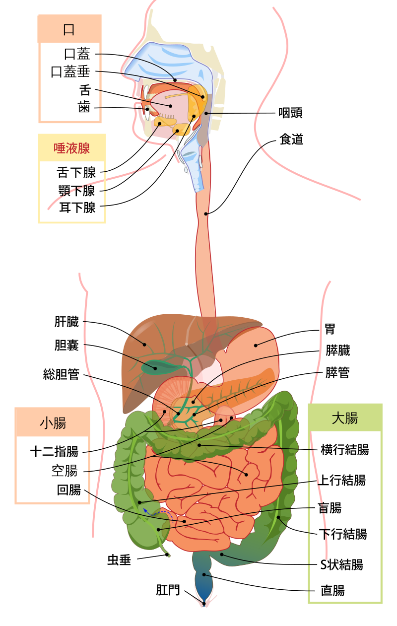 ヒトの消化器官の概要