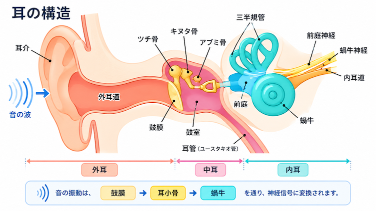 ヒトの耳の構造 模式図