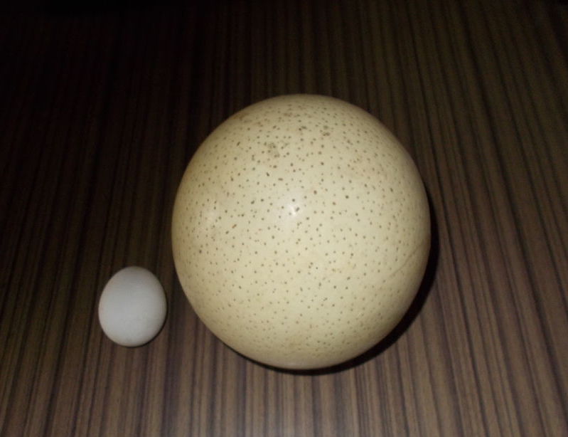 ダチョウの卵と鶏卵の大きさ比較