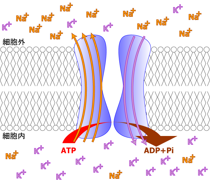 Na/K ATPase
