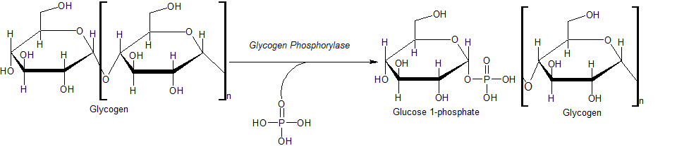 グリコーゲンホスホリラーゼの反応